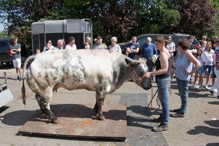 Posse Leest met De Vetten Os