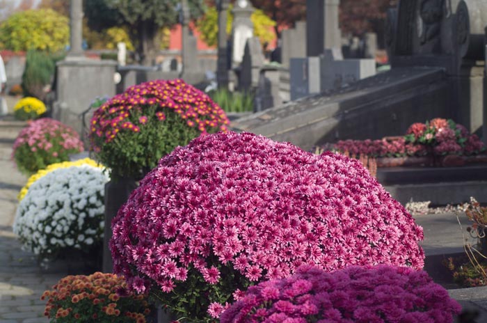 Chrysanten op Stedelijke Begraafplaats Mechelen