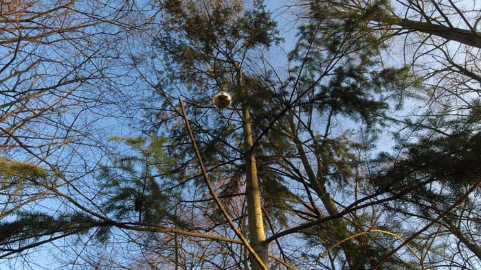 Gouden Kerstbol onthuld geheimen van de naaldbomen