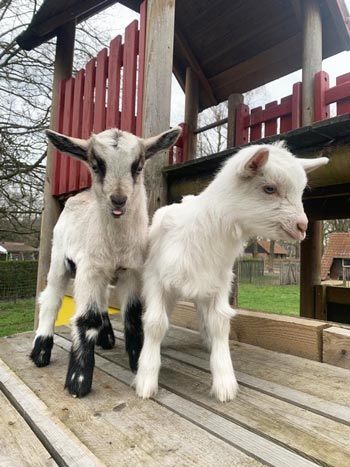 Schapen en Geitenlammetjes in Tivolipark Mechelen