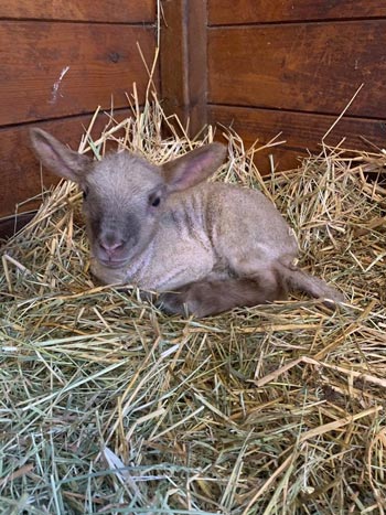 Lammetjes geboren bij de eerste lentedagen