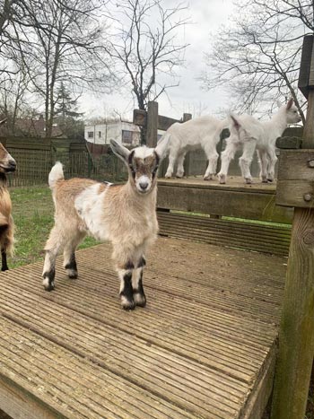 Kinderboerderij Tivolipark verwelkomt lammetjes