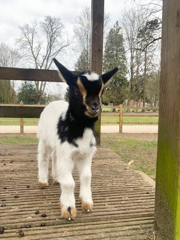 Geiten en Schapen lammetjes