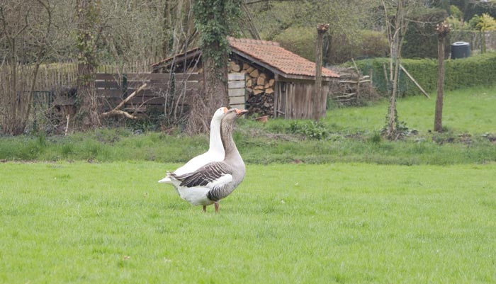 Natuur werkt voor Natuur in Vrijbroekpark
Copyright Verschueren Eddy