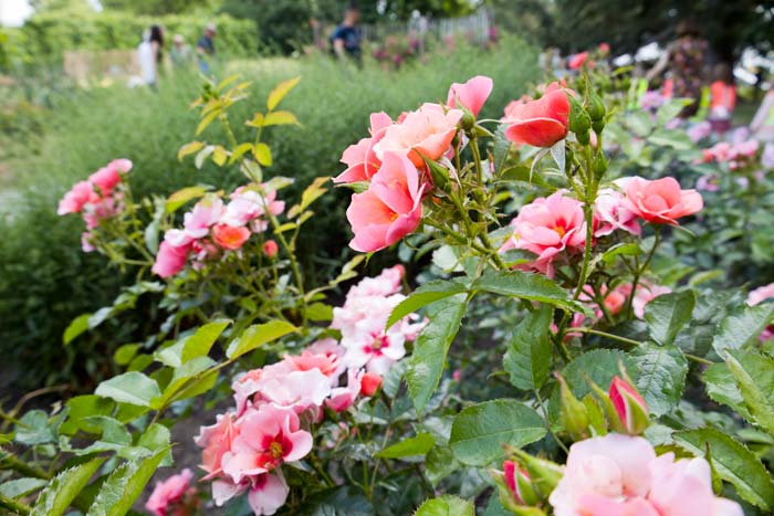 Bloemenpracht en Rozen in Vrijbroekpark