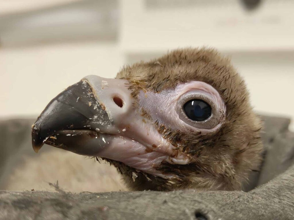 Monniksgier kuiken in close-up in ZOO PLankcendael