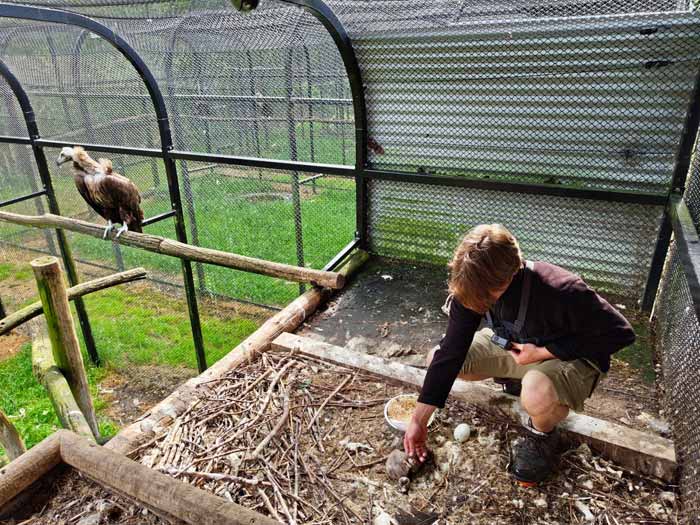 Verzorger Frederik bij het monniksgier kuien in de vogelkooi