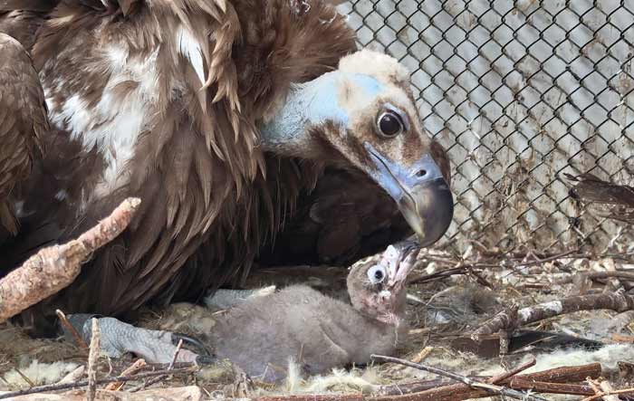 Adoptieouders monniksgier beschermen kuiken in ZOO Planckendael