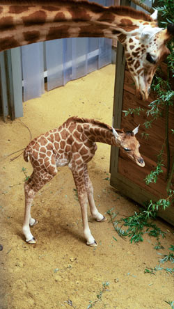 Mama Giraffe vertroetelt haar eerste zoon in ZOO Planckendael