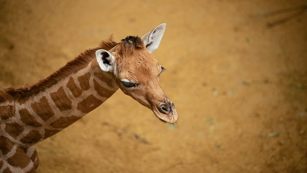 Baby giraffe geboren in ZOO Planckendael
