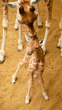 Baby Giraffe en mama Valeye in ZOO Planckendael bij Mechelen