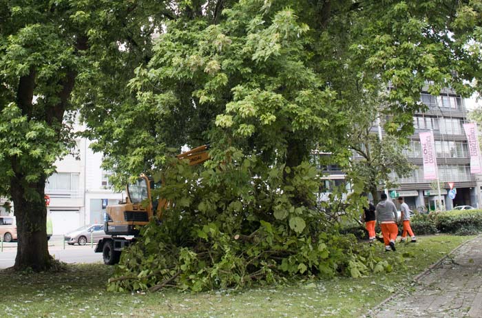 Uitvoeringsdiensten ruimen puin na doortocht zware storm en onweer in stad Mechelen